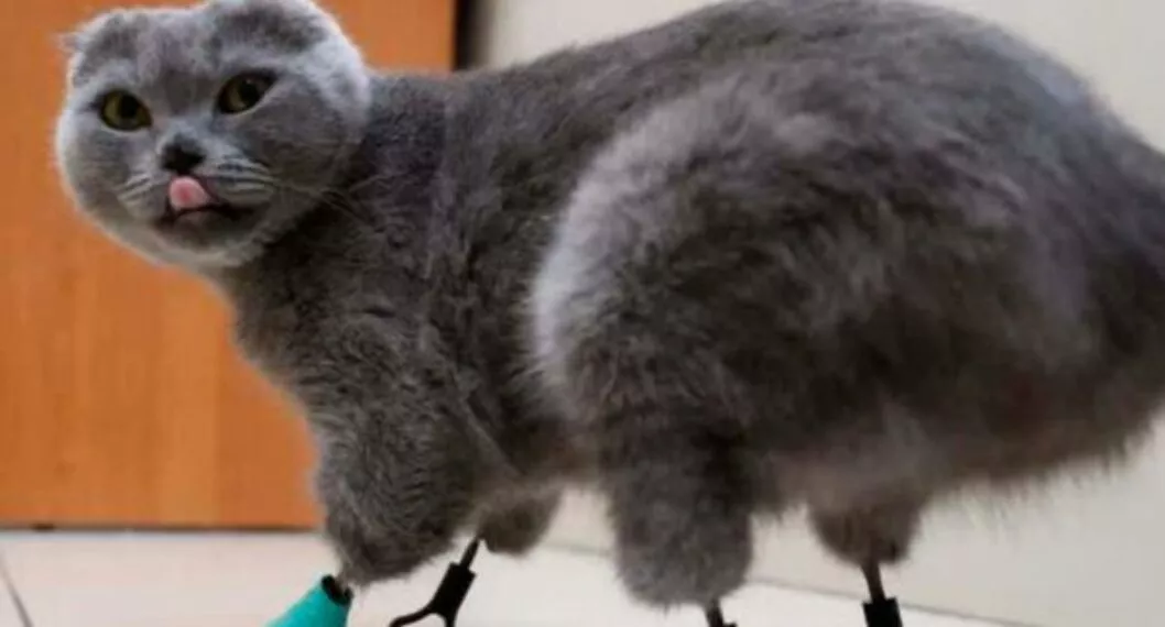 Gata perdió sus cuatro patas, pero unos veterinarios le devolvieron la movilidad