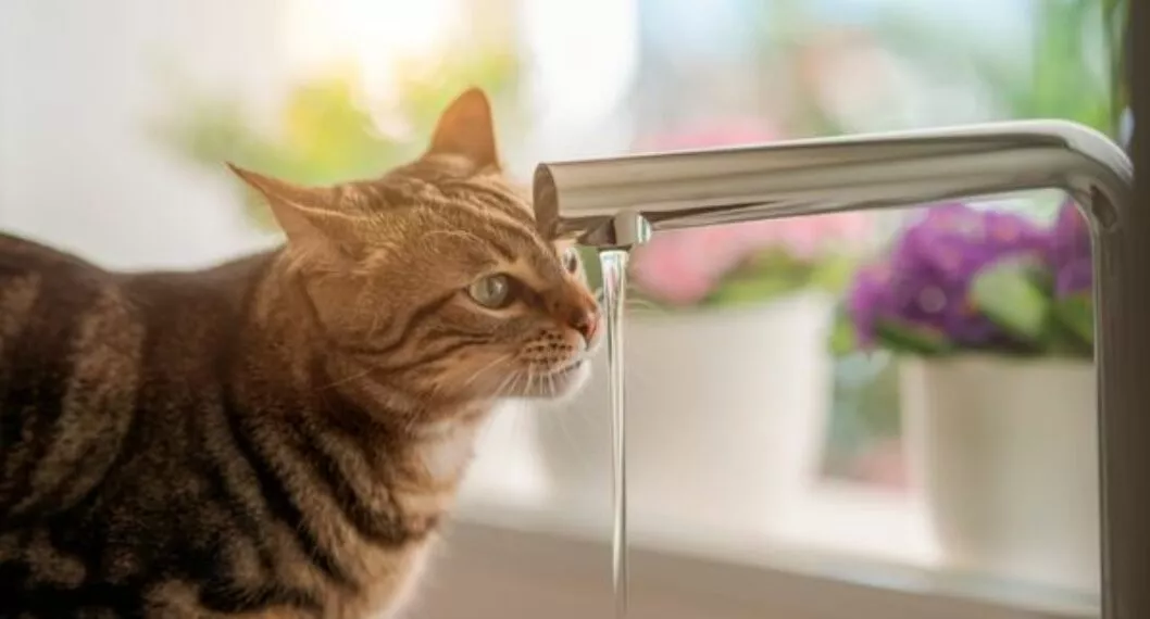 Por qué los gatos toman agua de la llave