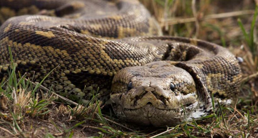 Foto de serpiente pitón, en nota de mujer desaparecida fue hallada en estómago de una serpiente pitón en Indonesia
