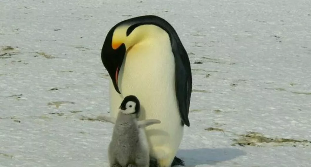 Imagen de animales, a propósito que por Cambio climático: Pingüino emperador está en lista de especies en extinción