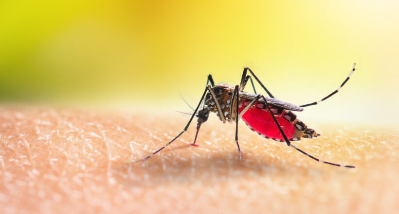 Mosquito del dengue. En Cesar aumentan casos de dengue, ya van casi 3.000 casos, según el 'Boletín Epidemiológico' del Instituto Nacional de Salud.