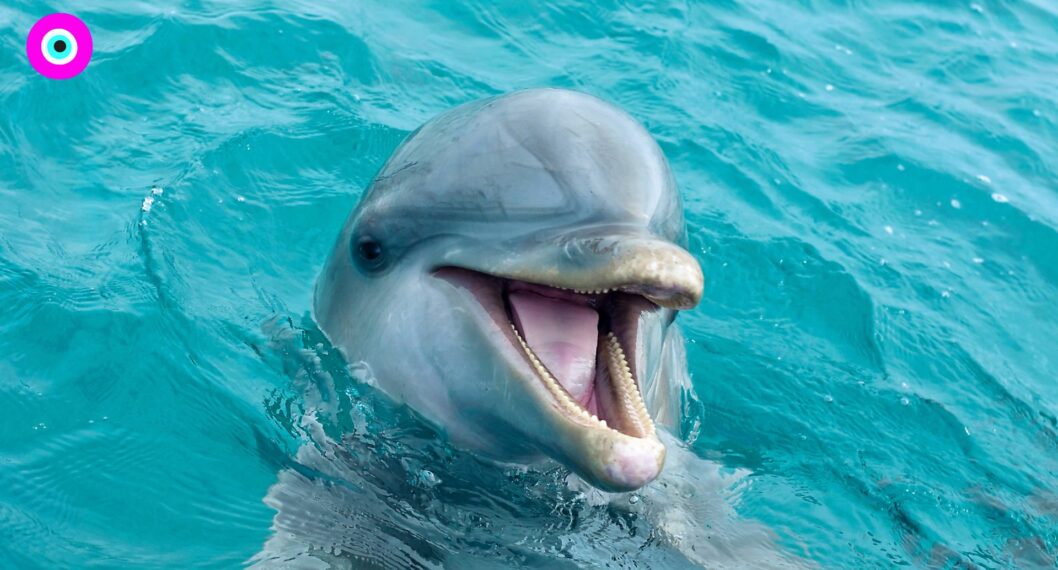Imagen de los delfines saltarines que dieron 'show' privado a joven que paseaba en moto acuática