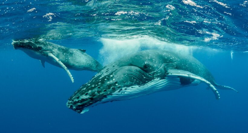 Imagen de la ballena jorobada en apuros fue liberada de una enorme red de pesca