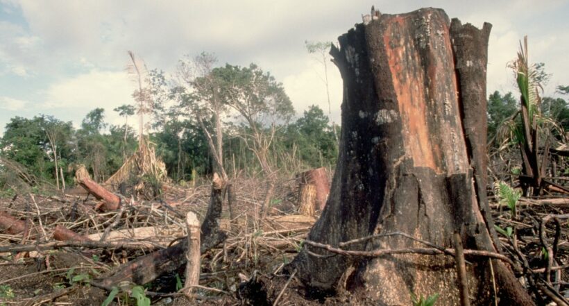Bosque en deforestación