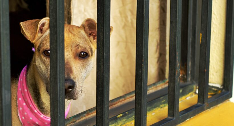 Imagen de perro ilustra artículo Tolima, uno de los departamentos donde hay más maltrato animal