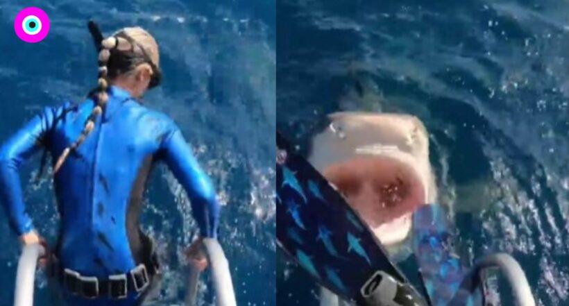 Bióloga casi es devorada por tiburón tigre al intentar saludarlo (video)