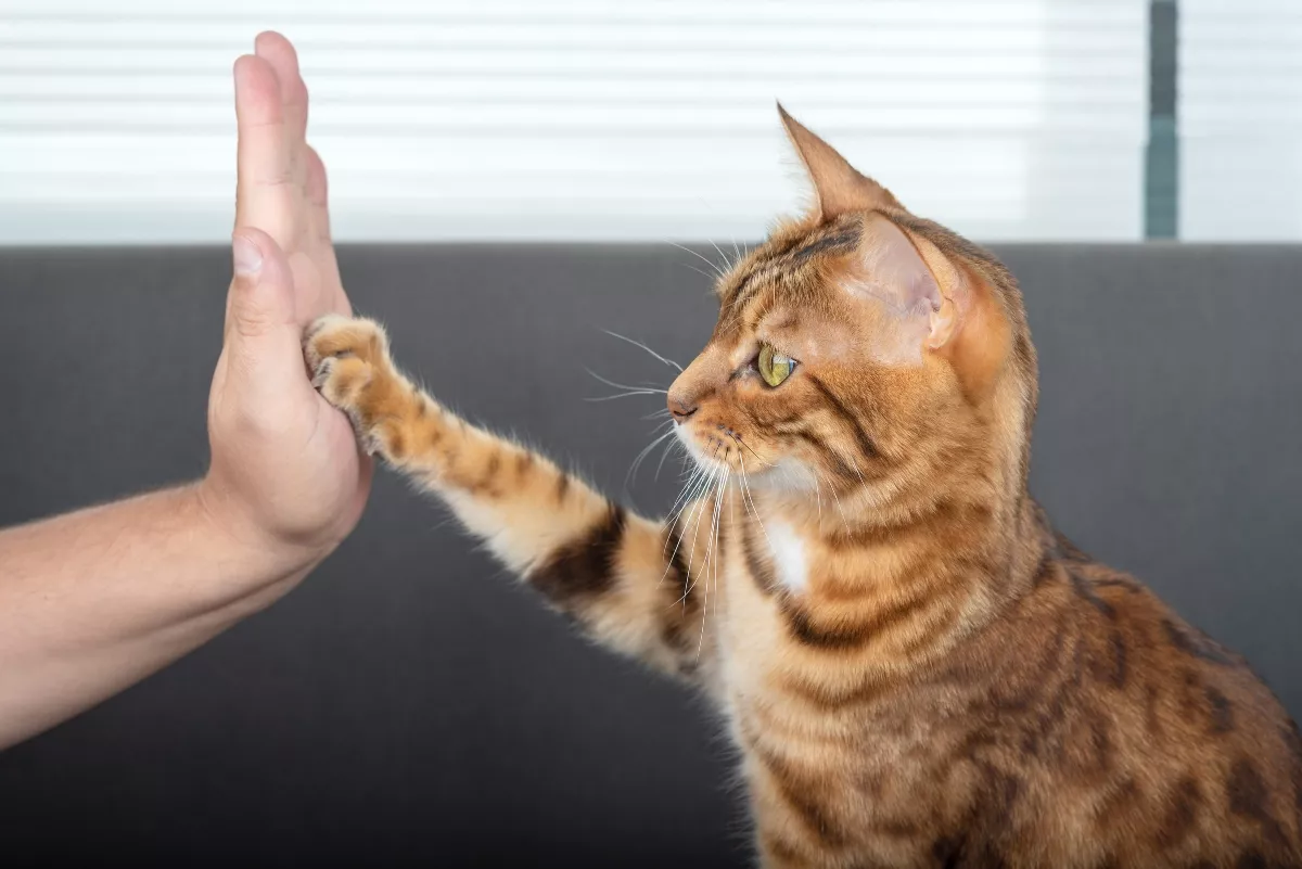 The cute Bengal cat gives a high-five paw to the owner with love. Selective focus