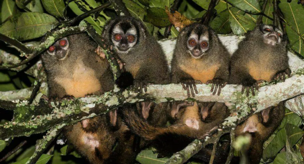 En Colombia hay ocho especies de monos nocturnos, distinguirlas a simple vista es difícil, por lo que su identificación debe hacerse con estudios moleculares o genéticos. Esta es la Aotus lemurinus. La foto es un registro de hace uno años en otra zona de Manizales.
