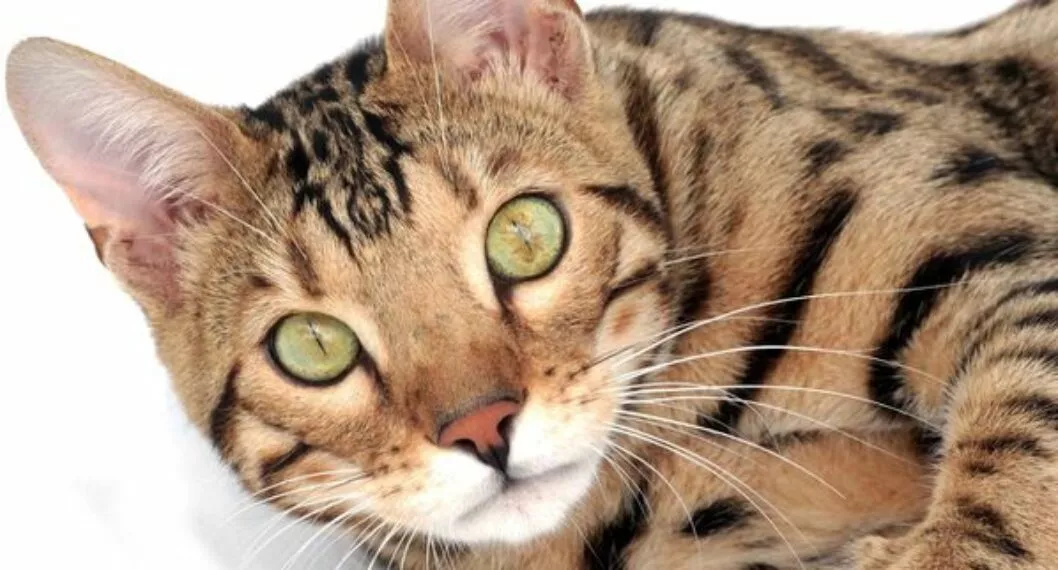 Las razas de gatos bengala, persa, azul, abisinio y Korat, son las más deseados por los amantes de los felinos. 