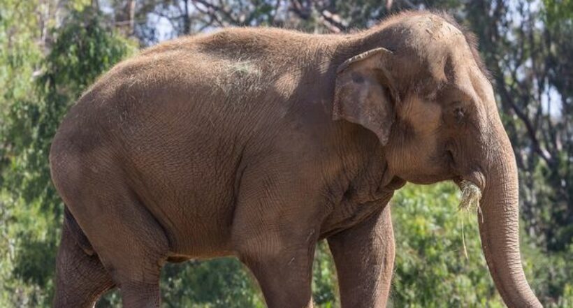 Un viejo elefante es sacrificado en Zoológico de San Diego por problemas de salud