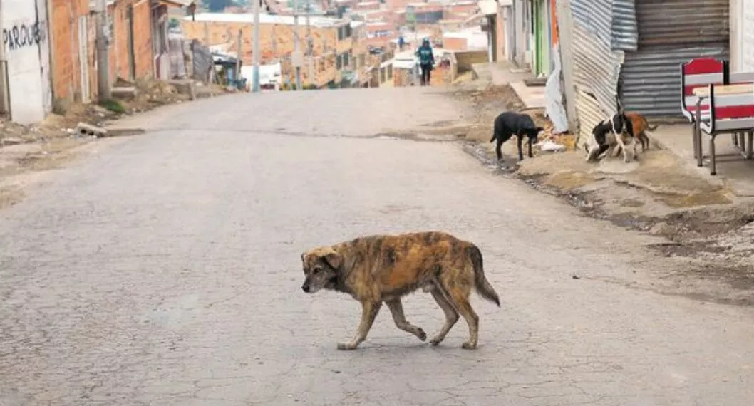 Animales en abandono: las otras víctimas del fuerte invierno en Bogotá