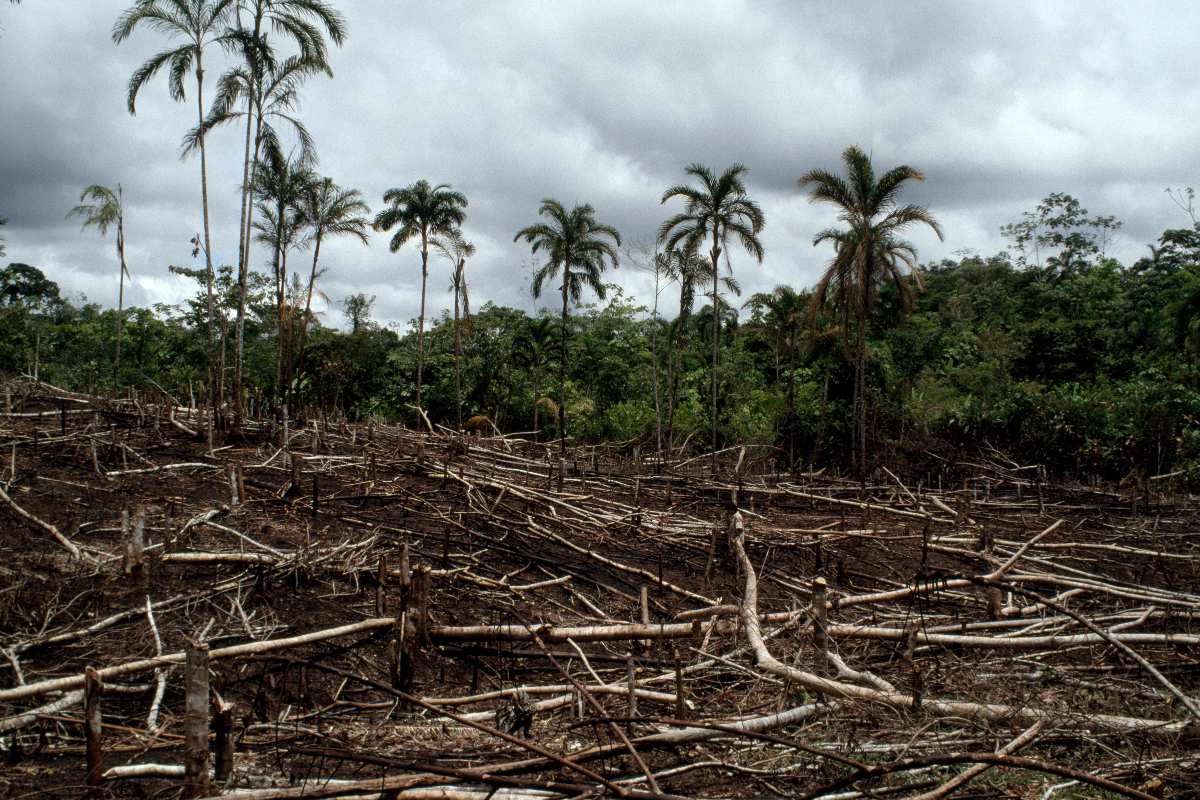 COP27: Alemania y otros darán dinero a Colombia para salvar la selva  amazónica