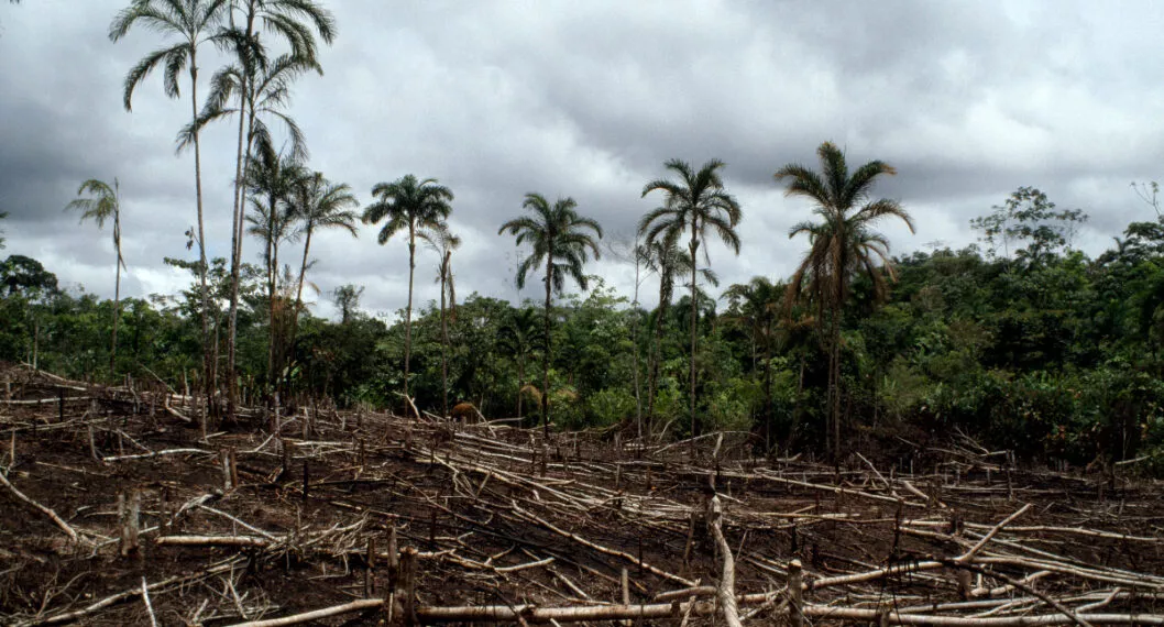 COP27: Alemania, Reino Unido y Noruega otros darán millonada a Colombia para salvar la selva.
