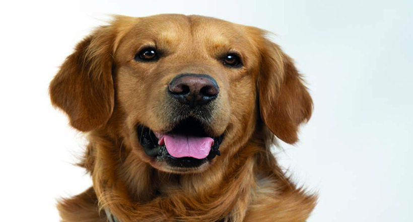 Epilepsia en perros: qué es, cómo se clasifica, a qué razas les da 
