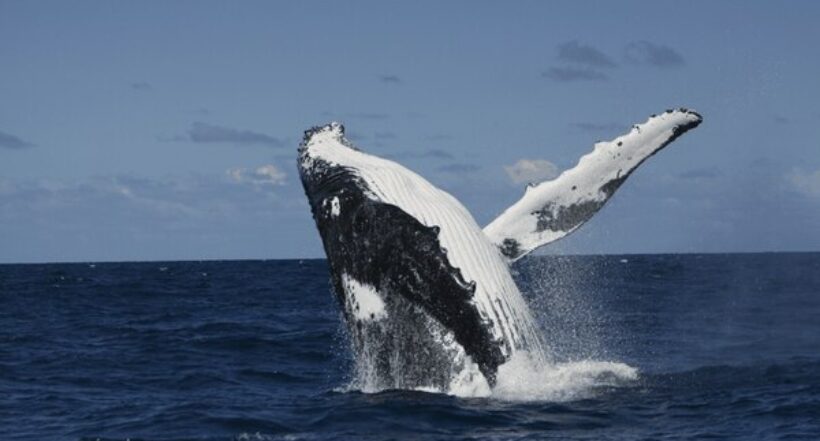 Las ballenas pueden ingerir hasta 10 millones de piezas de microplástico a diario