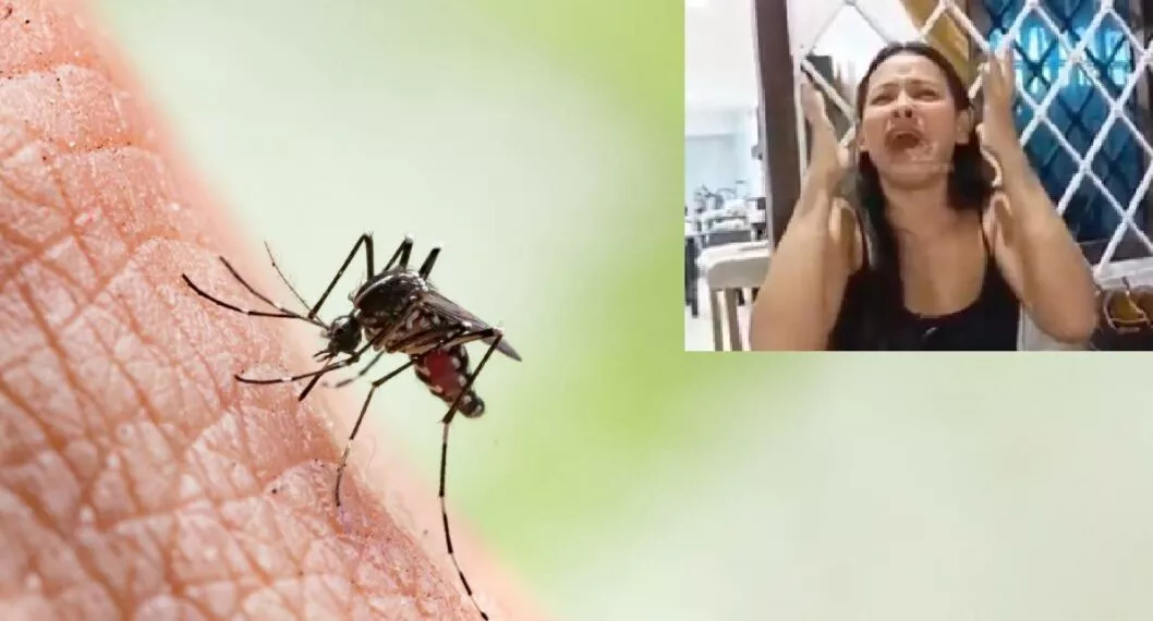 Foto de mosquito que revela denuncia de mamá por muerte de su hijo por dengue, en Barranquilla