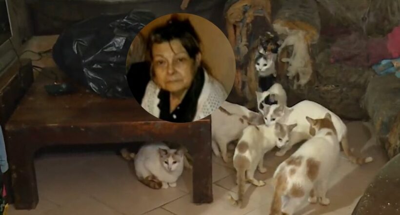 Fotos de mujer fallecida y sus gatos en Bogotá, en nota de Bogotá hoy: mujer tenía más de 70 gatos en apartamento; murió y dejó graves líos.