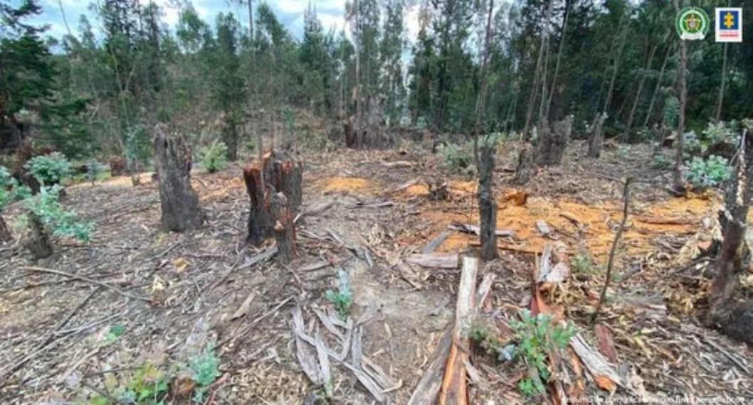 Así operaba red que extraía madera de bosques nativos en Cundinamarca y Boyacá