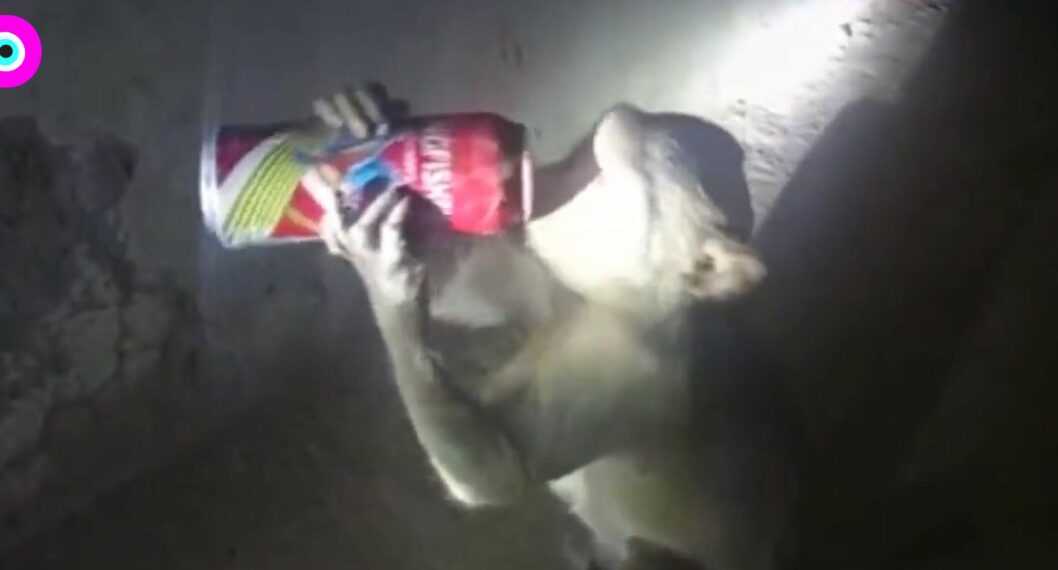 Imagen del mono tomando cerveza