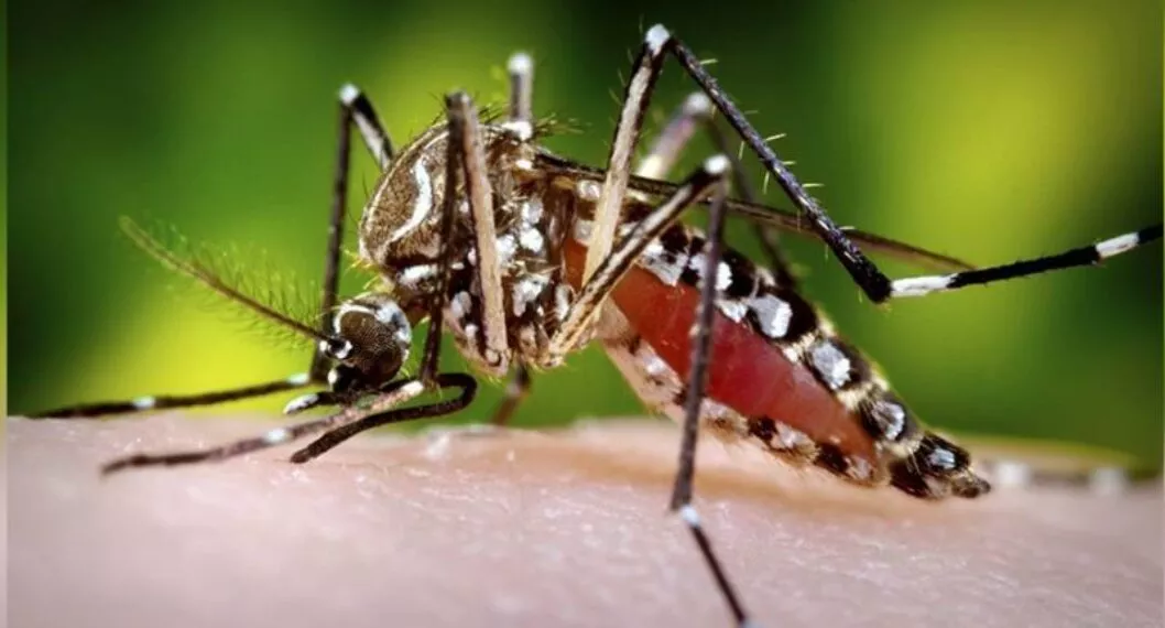 Autoridades consideran que la cifra de casos por dengue, podría incrementar significativamente en las últimas semanas del 2022.