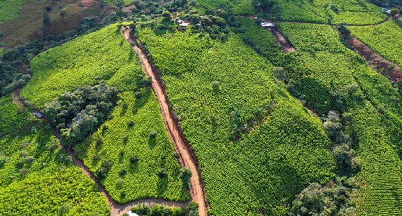 Vista aérea de los campos de coca en las montañas de Colombia.