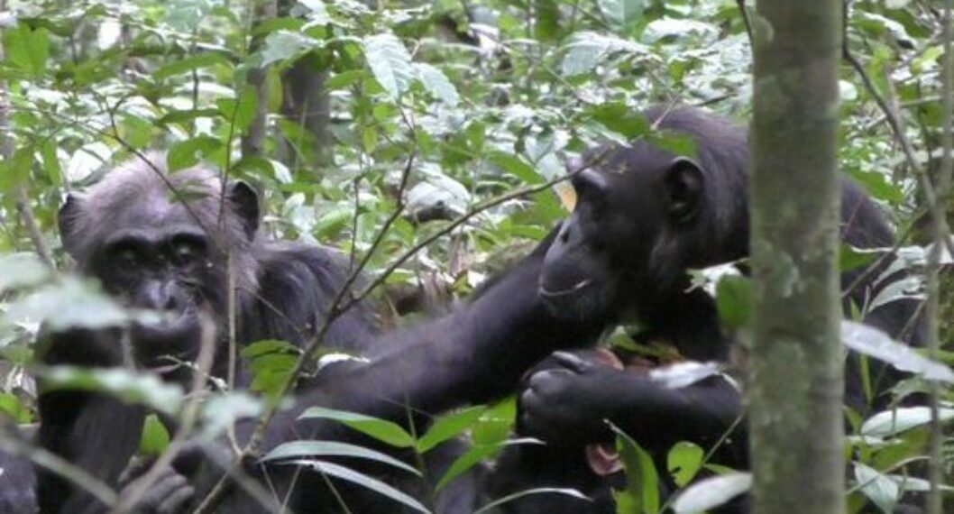 Los chimpancés presumen objetos entre ellos solo para llamar la atención