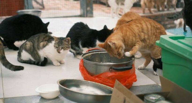 ¿Qué pasó con los 70 gatos abandonados en apartamento de Bogotá? Este es su estado