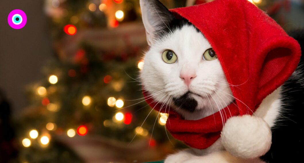 Navidad: consejos para que su gato no le tumbe el árbol