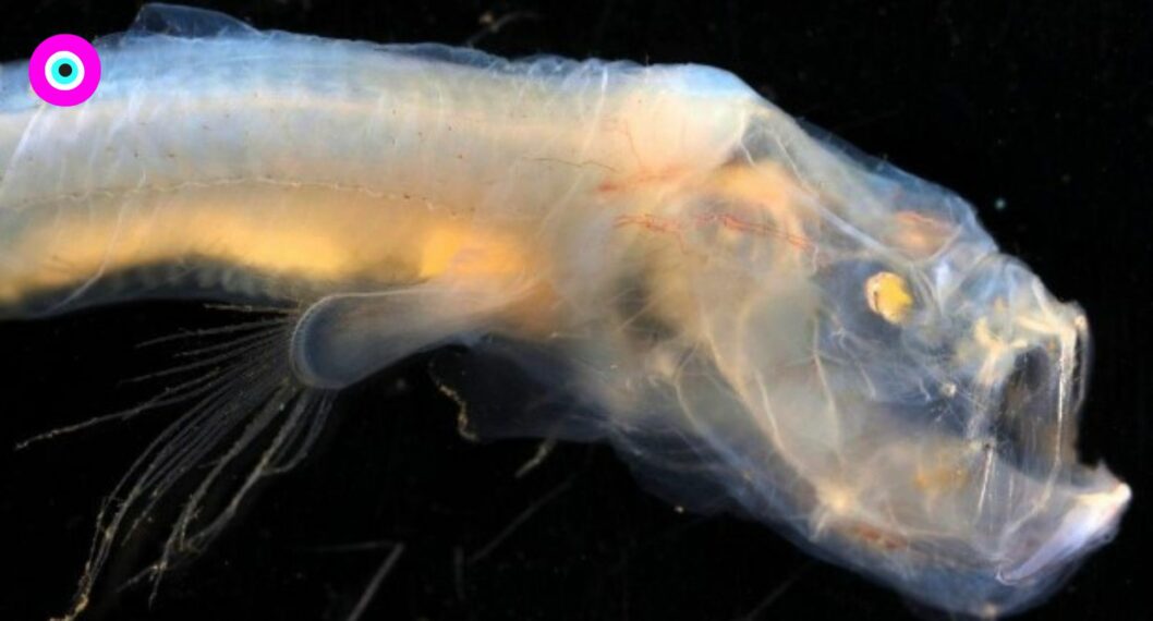 Científicos descubren criaturas tenebrosas en profundidades del Océano Indico