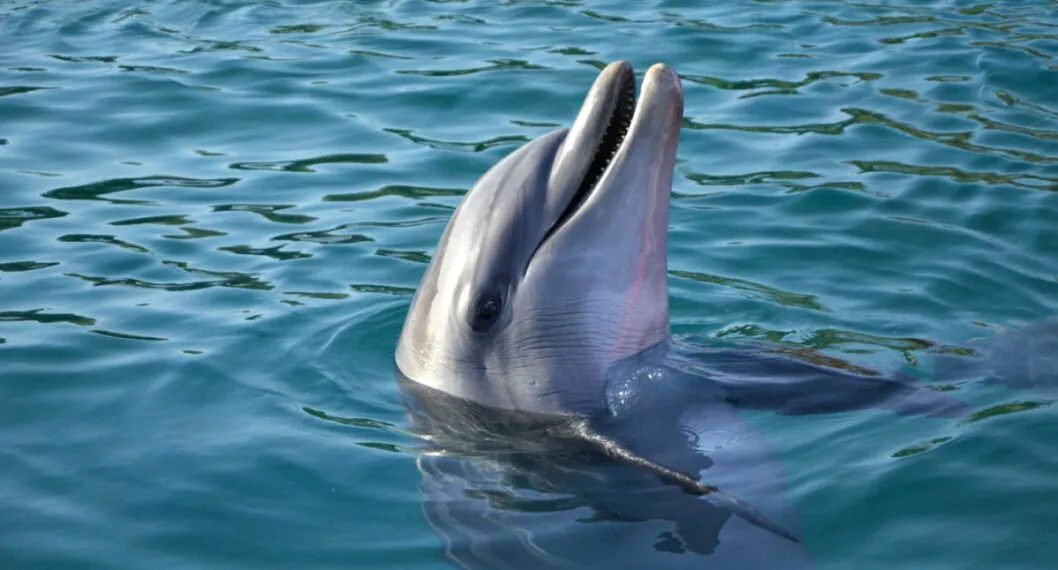 Hallan delfín muerto en playa de Cartagena y dicen qué le habría ocurrido.