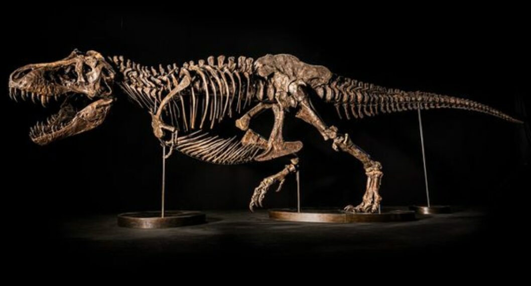 Se canceló la controversial subasta de un esqueleto de Tyrannosaurus rex