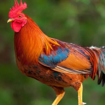 Pareja en Alemania denuncia a un gallo por cantar todo el día