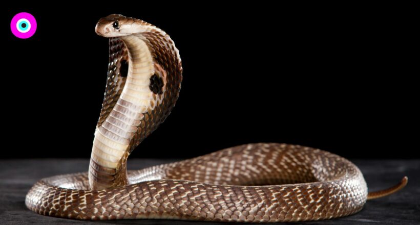 Imagen de una serpiente por la que mató niño de 8 años