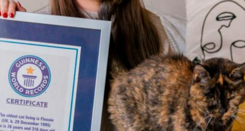 Flossie, la gata más vieja del mundo que rompió récord con casi 27 años