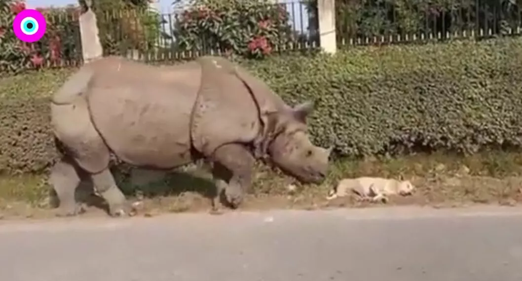 Video viral: rinoceronte en vía pública asustó a un perro que dormía