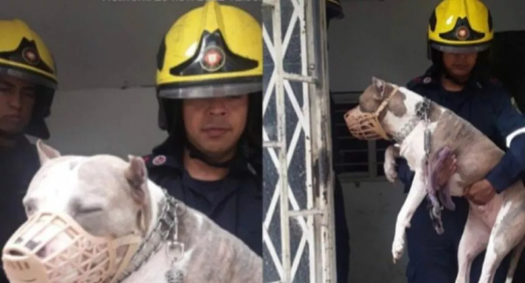 Los bomberos en Cali fueron alertados porque un perro pitbull se metió en una casa, y el gran Goliat, terminó siendo muy tierno y tranquilo. 