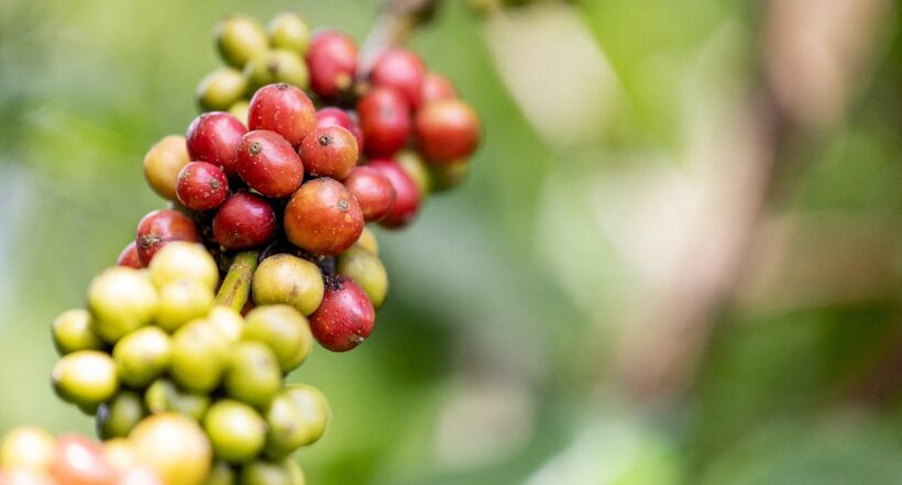 Café: ¿exportadores de Colombia se afectan por subida del precio del dólar?