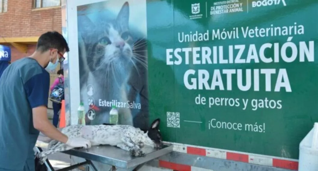 Esterilización gratuita de perros y gatos en Bogotá: habilitan turnos en diciembre