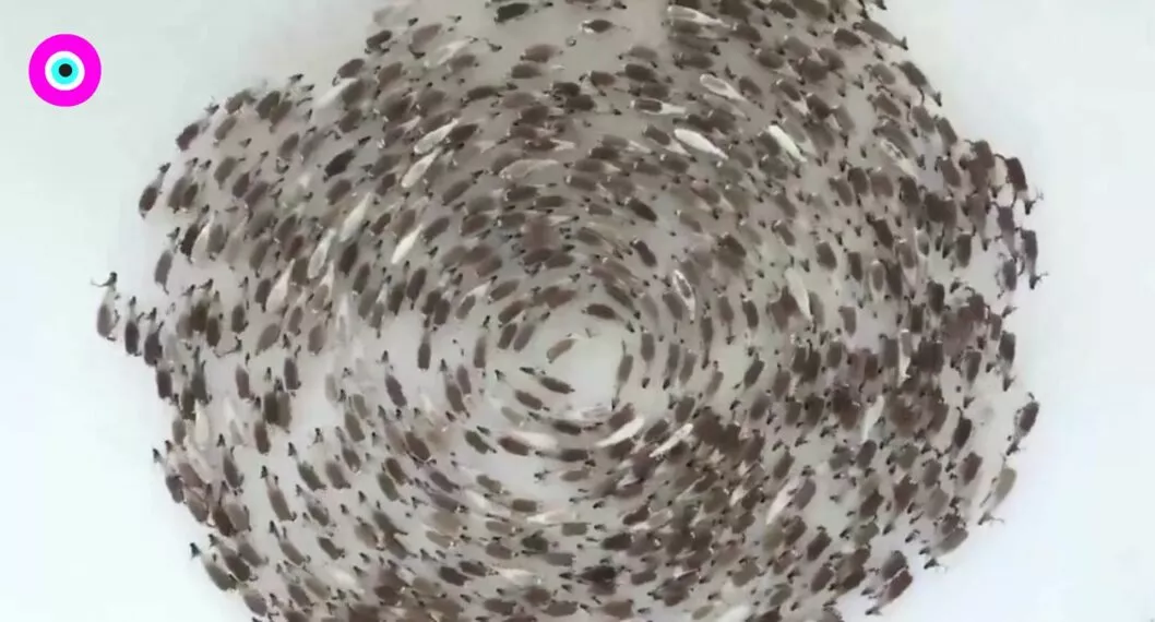 Viral: más animales aparecen en videos caminando en círculos