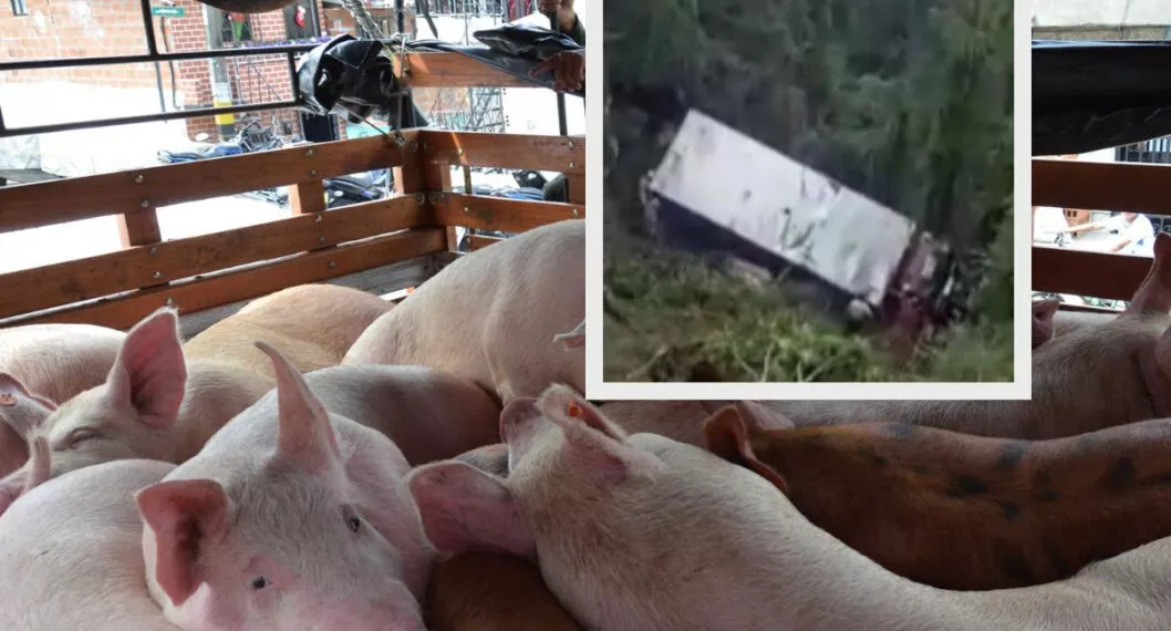 Camión repleto de cerdos en Antioquia rodó por una montaña. El conductor se salvó y todos los animales murieron. 
