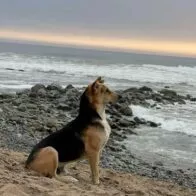 Viral: El perro que espera frente al mar a su cuidador fallecido