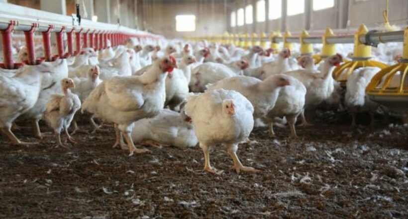 Sacrificaron 37.000 aves en Perú infectadas con gripe aviar