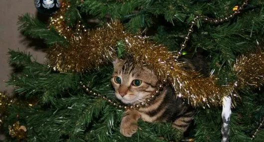 Cómo hacer para que un gato no dañe el árbol de navidad