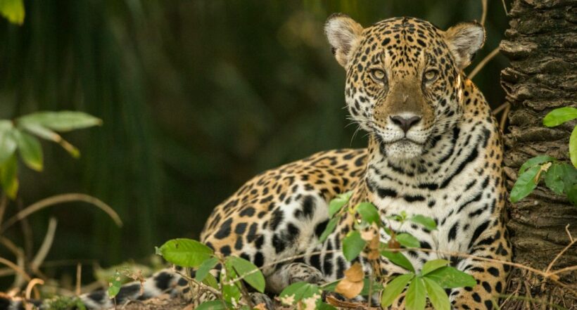 Maltrato animal: capturan traficantes de especies exóticas en Colombia