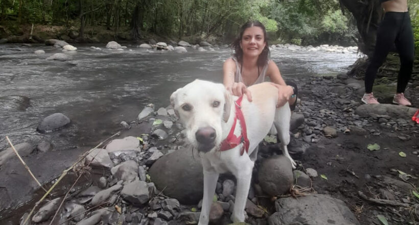 Buscan a perra que obede al nombre de Manzana que se perdió el pasado sábado 3 de diciembre en la vía a La Calera. Es clave para el trastorno de su dueña. 