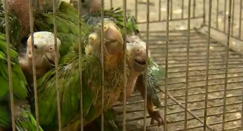 Revelan cómo traficantes torturaban animales para venderlos: "Teñían las plumas con tinte para pelo"