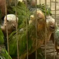 Revelan cómo traficantes torturaban animales para venderlos: "Teñían las plumas con tinte para pelo"