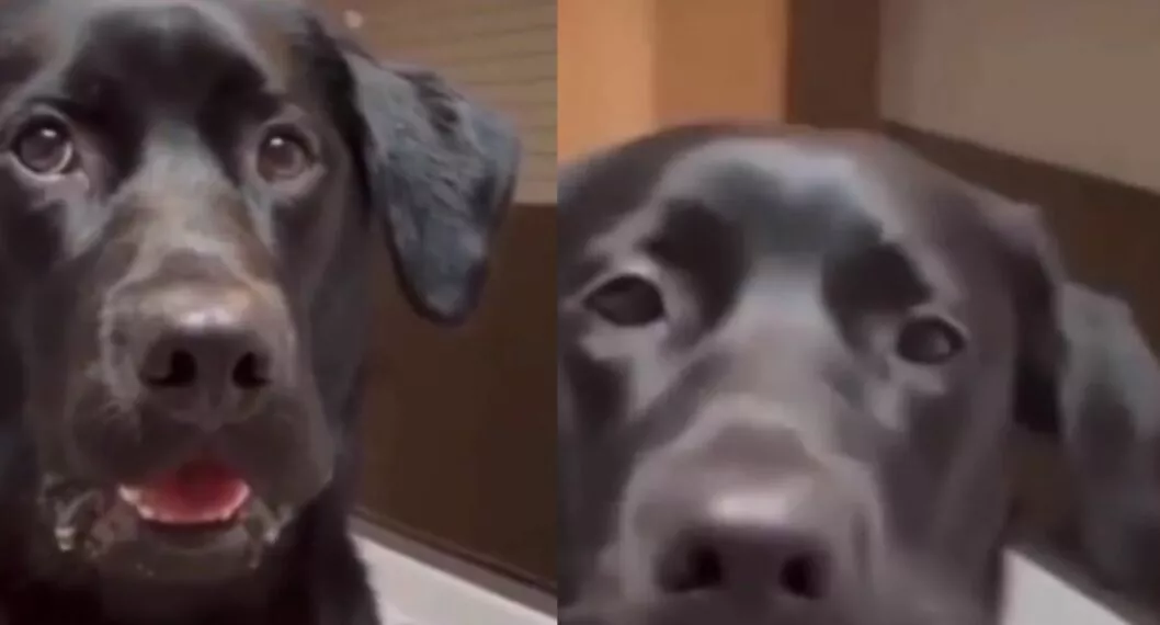 Video viral: perro probó mango y tuvo tierna reacción