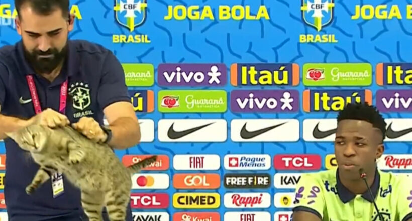 Gato interrumpió rueda de prensa de Brasil, pero la forma como lo sacaron causó malestar