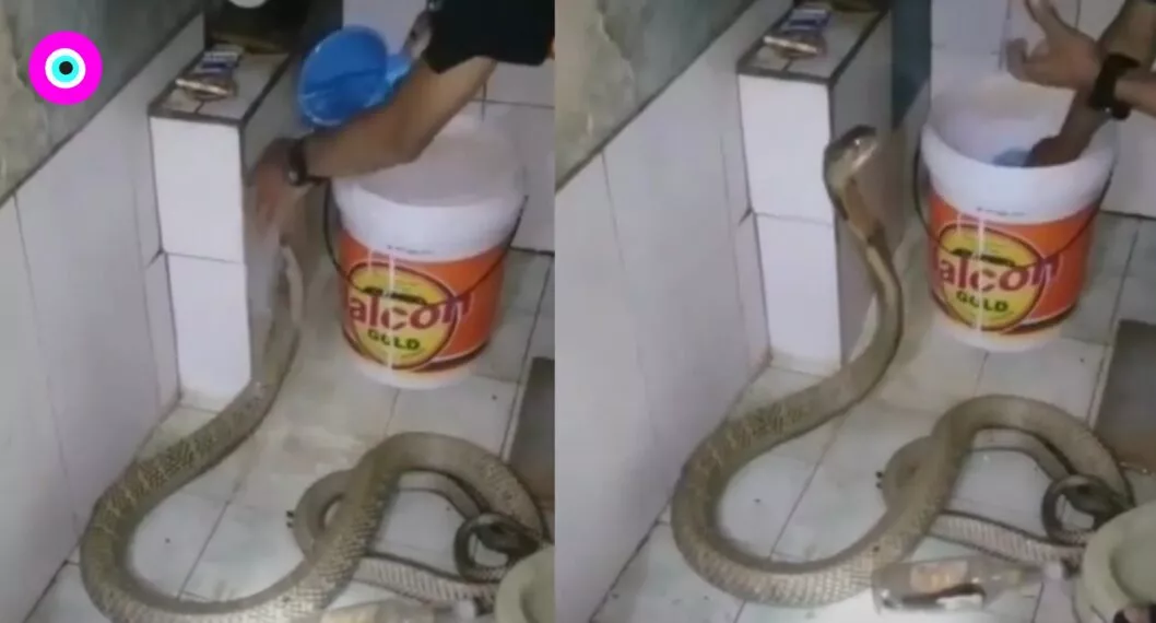 Video de sujeto bañando a su mascota se hizo viral